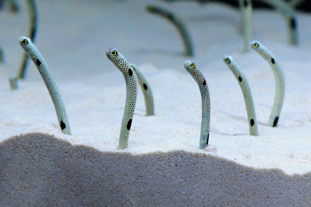 점박이 시체가 있는 여러 마리의 정원 장어가 모래 바다 바닥에서 튀어나와 주변을 관찰하는 것처럼 보입니다.