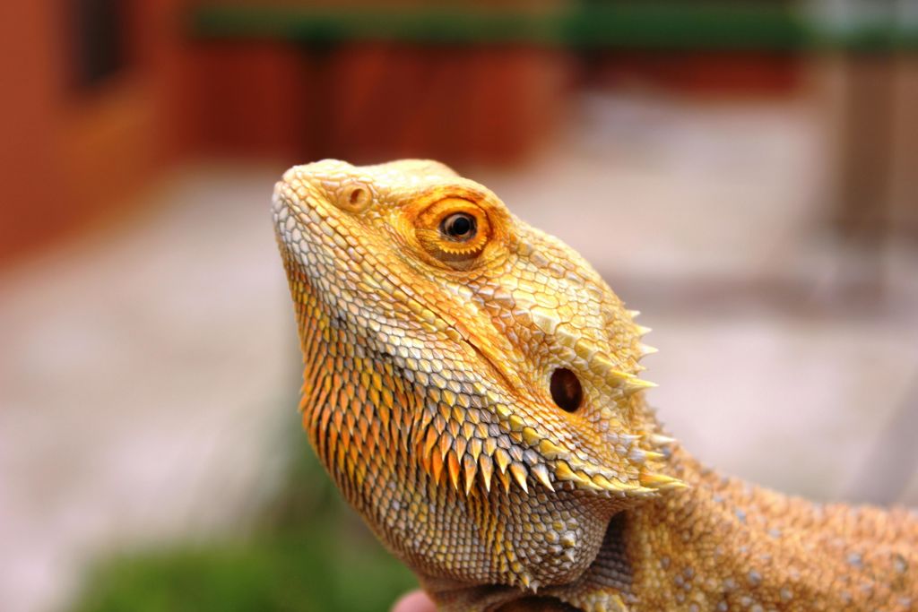 흐릿한 배경에 주황색과 노란색 비늘이 있는 턱수염 용의 클로즈업.