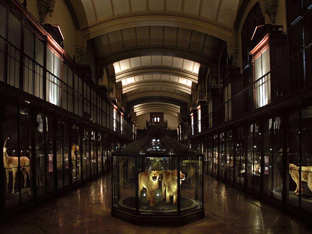 아치형 천장 아래 디스플레이 캐비닛이 늘어선 유리 케이스에 박제 사자 두 마리가 중앙에 전시된 조명이 희미한 박물관 홀.