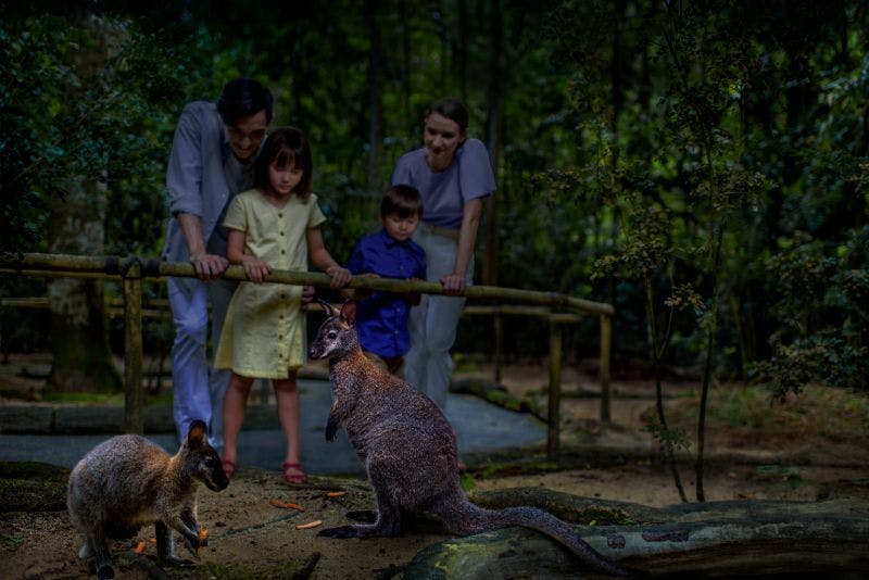 녹음이 우거진 야외 인클로저에서 두 마리의 왈라비를 관찰하는 가족.