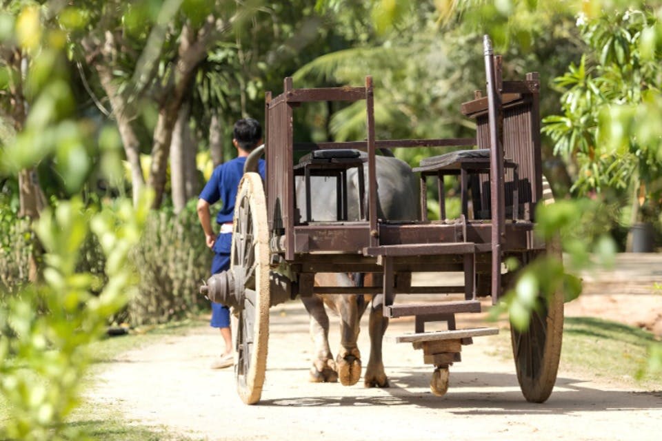 태국 농업의 중심 역할을 했던 버팔로를 만나며 여정을 시작하세요.