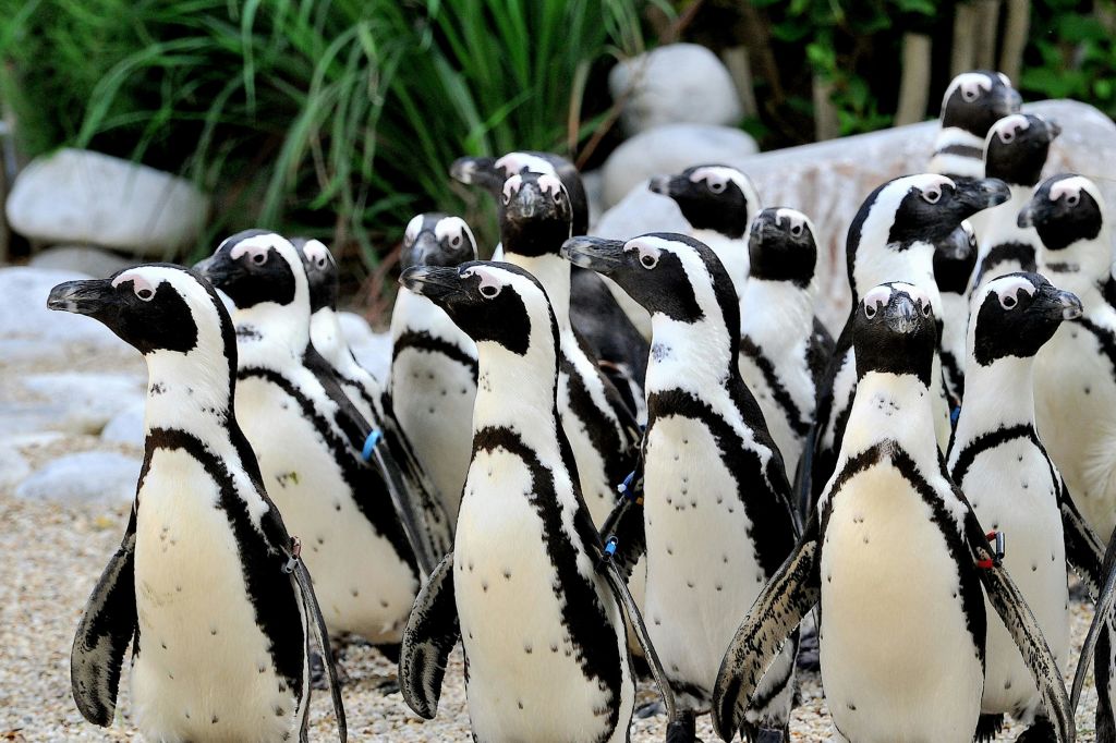 녹음이 우거진 바위 표면에 펭귄 무리가 함께 서 있습니다.