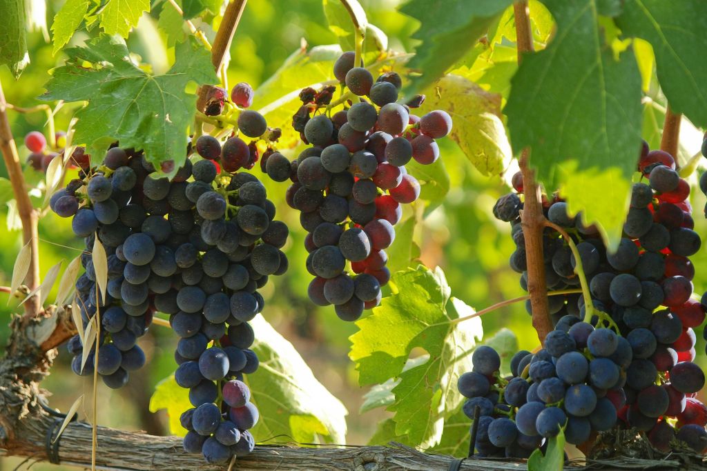 브루넬로를 위한 포도