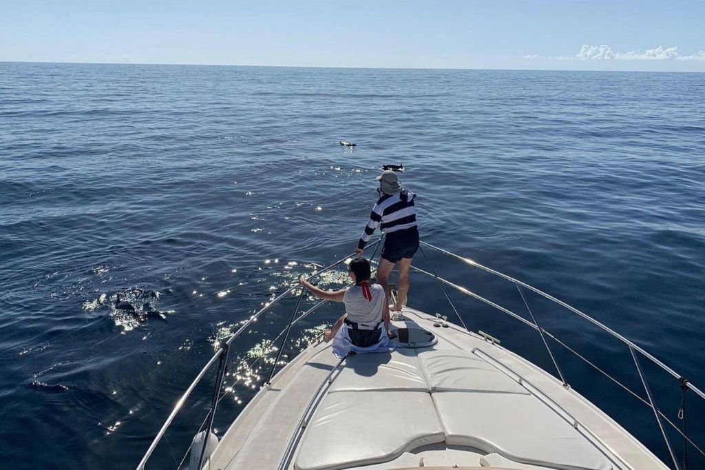 돌고래, 보트 여행, 우노 카나리아 제도 지키기