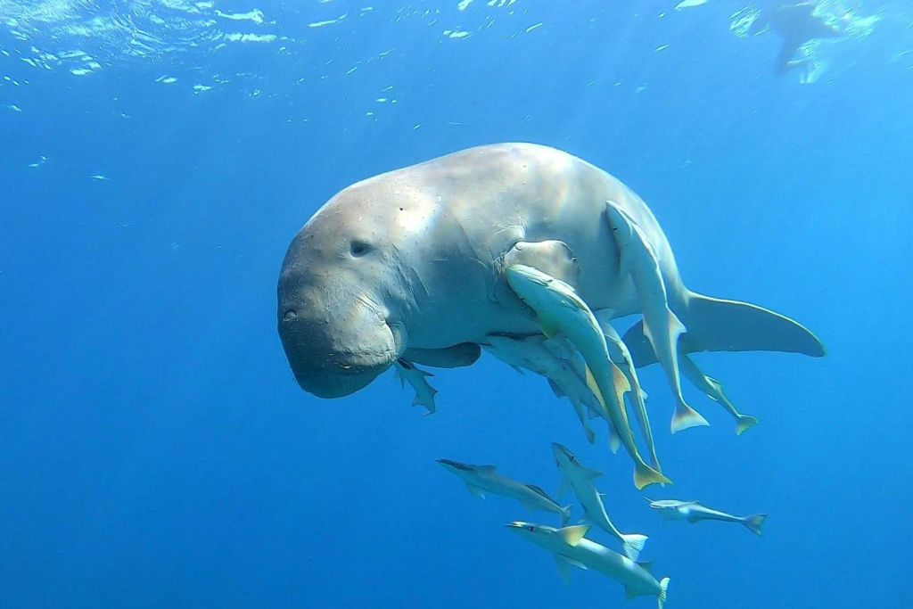 바다소 마르사알람 홍해
