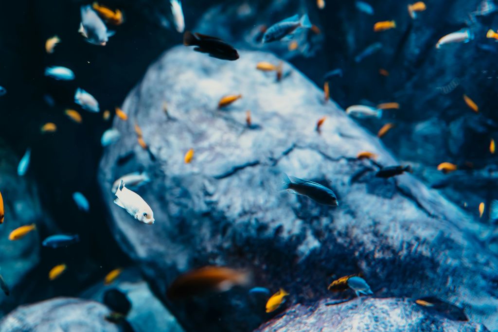 다양한 다채로운 물고기들이 수중의 맑은 장면에서 큰 바위 주위를 헤엄치고 있습니다.