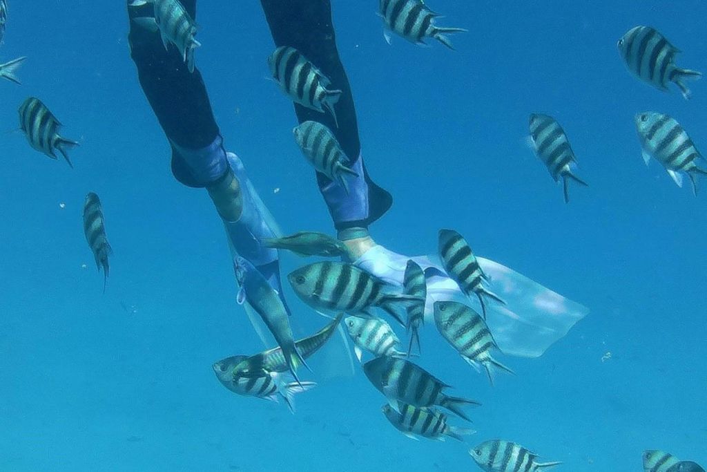 사타야 돌고래 산호초