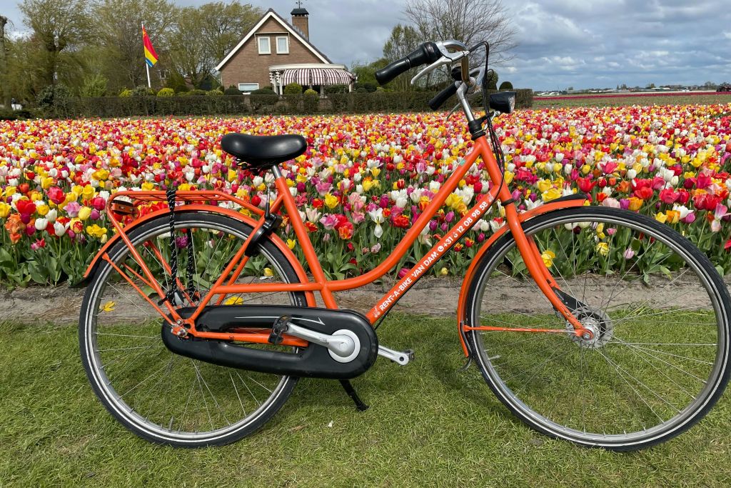 튤립밭에서 오렌지색 자전거 타기