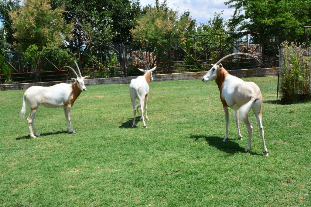 뿔이 구부러진 영양 세 마리가 울타리 근처의 푸른 잔디와 부분적으로 흐린 하늘 아래 나무 위에 서 있습니다.