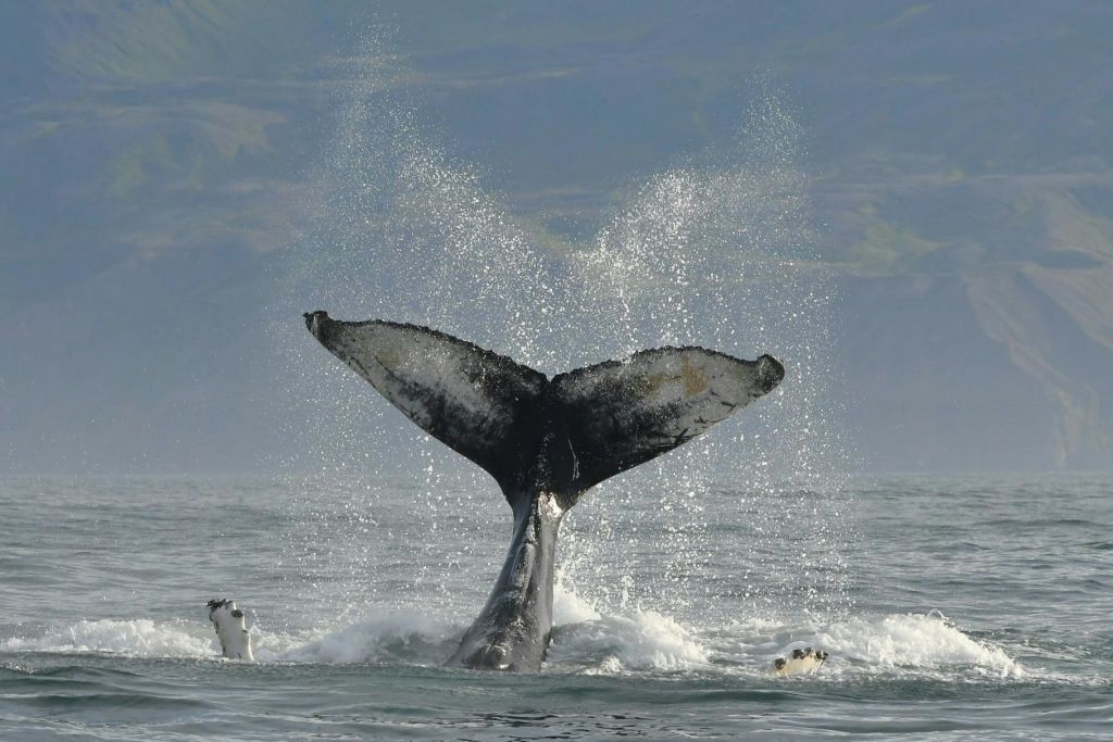 혹등고래의 꼬리