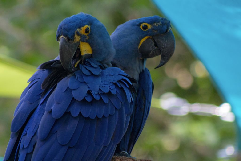 눈과 부리에 노란색을 띤 파란색 마코 두 마리가 초록색의 흐릿한 배경과 함께 바짝 붙어 있습니다.