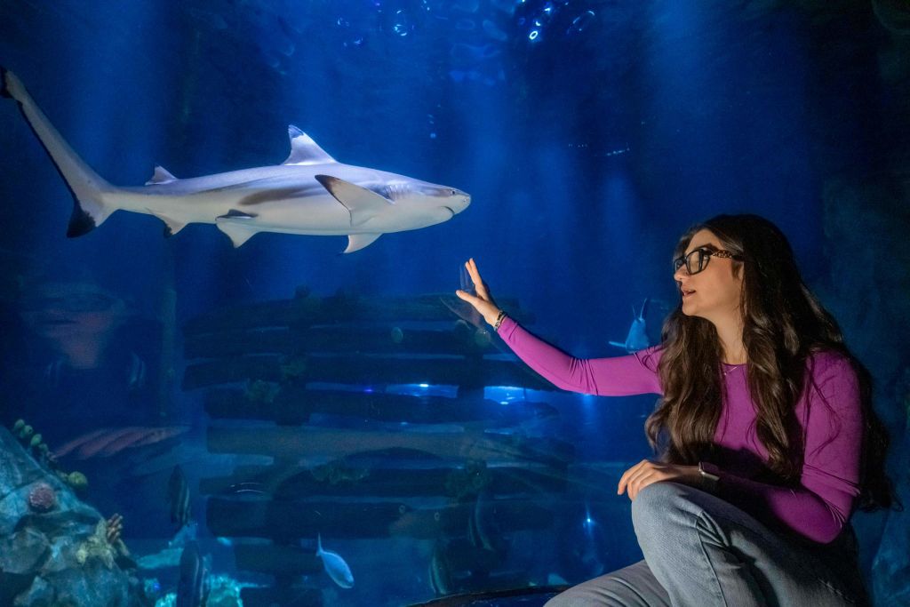 다리를 꼬고 앉아 있는 분홍색 상의를 입은 여성이 수족관의 상어를 향해 손을 내밀고 파란색 불빛이 비춥니다.