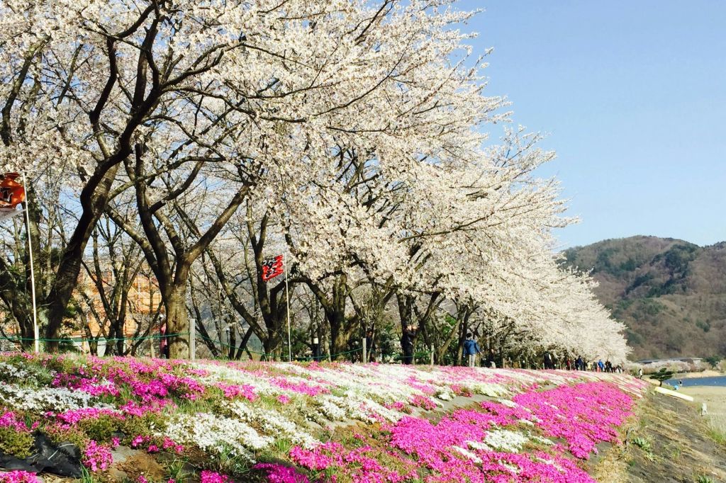 바닥에 분홍색과 흰색 꽃이 만발한 통로 옆에 벚꽃나무가 줄지어 있습니다.
