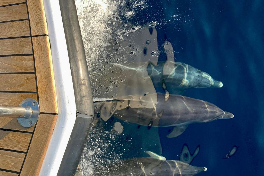 돌고래는 우리와 함께 수영하는 것을 좋아합니다! 저희와 함께하세요!