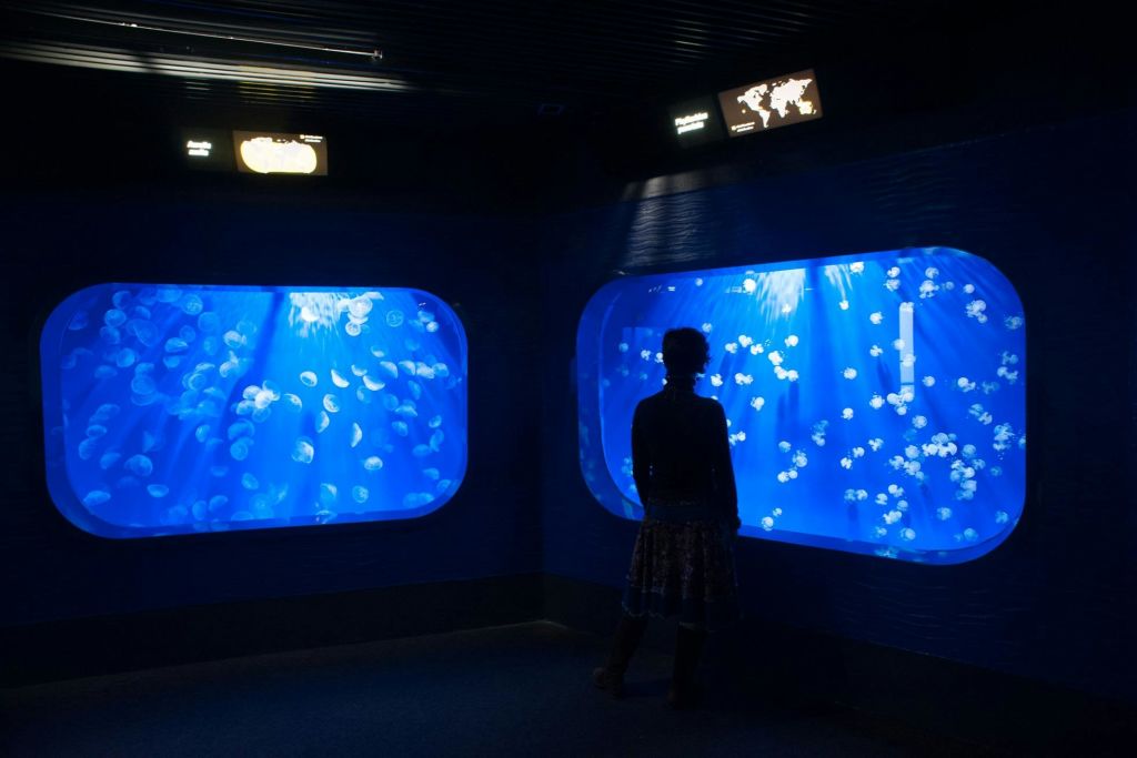 제노바 해파리 아쿠아리움