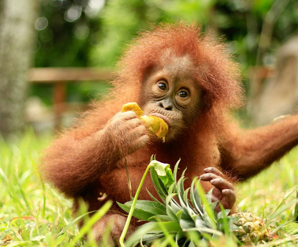 푸르름을 배경으로 붉은 털을 가진 아기 오랑우탄이 풀밭에 앉아 과일 한 조각을 들고 먹습니다.