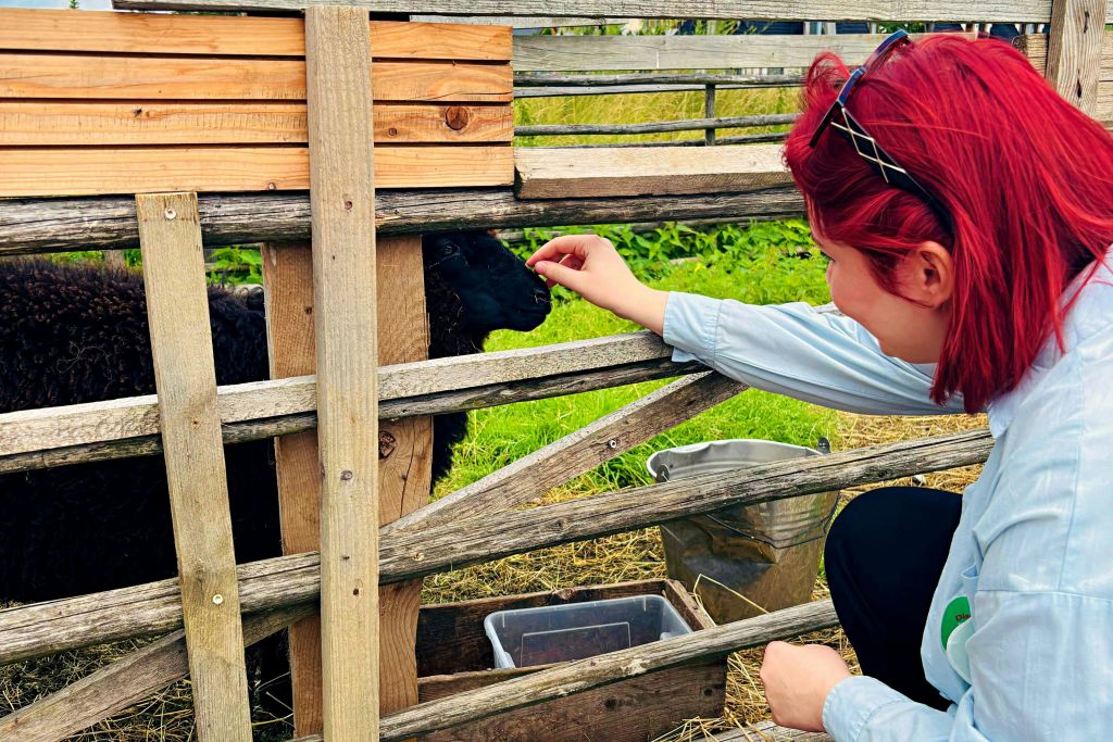붉은 머리카락을 가진 사람이 농장의 나무 울타리를 통해 검은 양을 먹입니다.