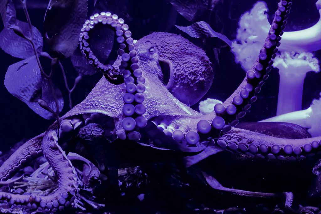 리플리스아쿠아리움오브머틀 비치