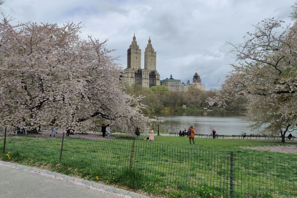 벚꽃이 활짝 핀 산레모 건물의 아름다운 전망