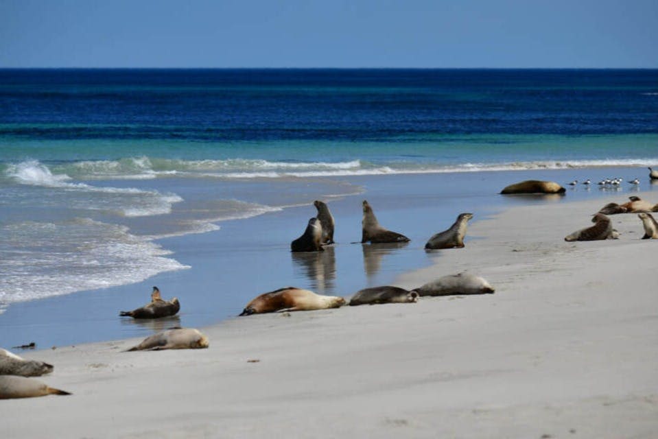 캥거루섬 일일 투어