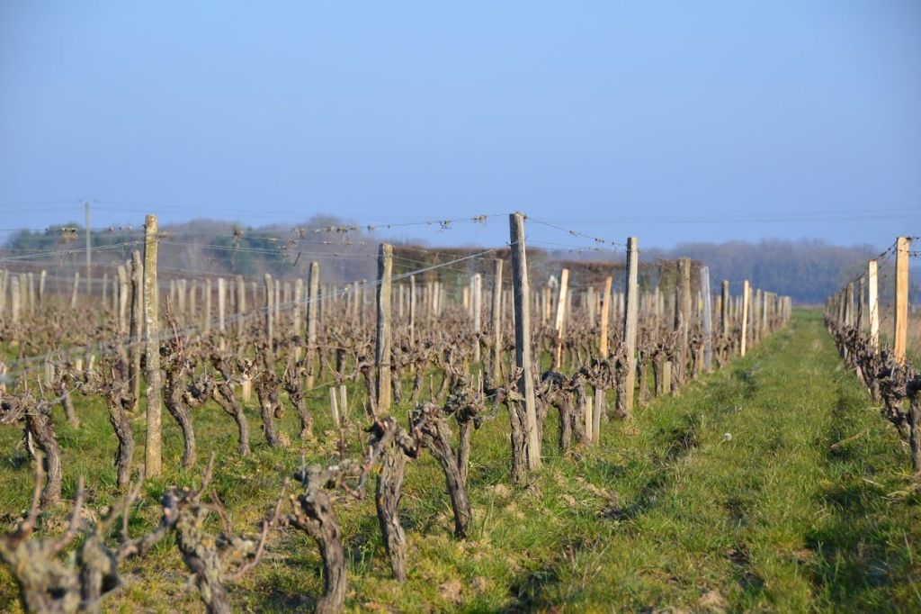 포도원 둘러보기