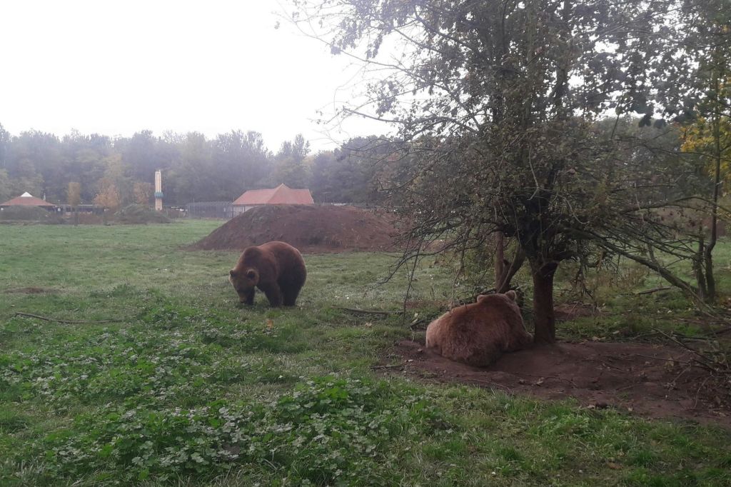 성소에서 곰 관찰하기