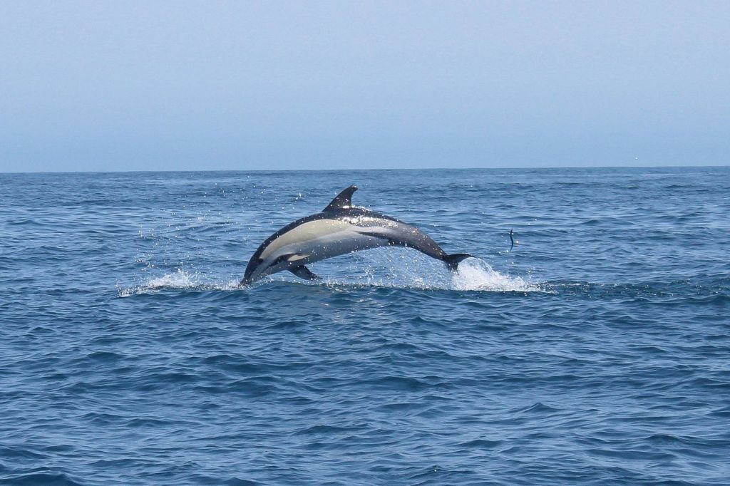 일반 돌고래