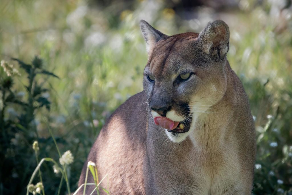 녹음이 흐릿하고 야생화가 우거진 잔디밭에는 혀를 내밀고 있는 쿠거가 앉아 있습니다.