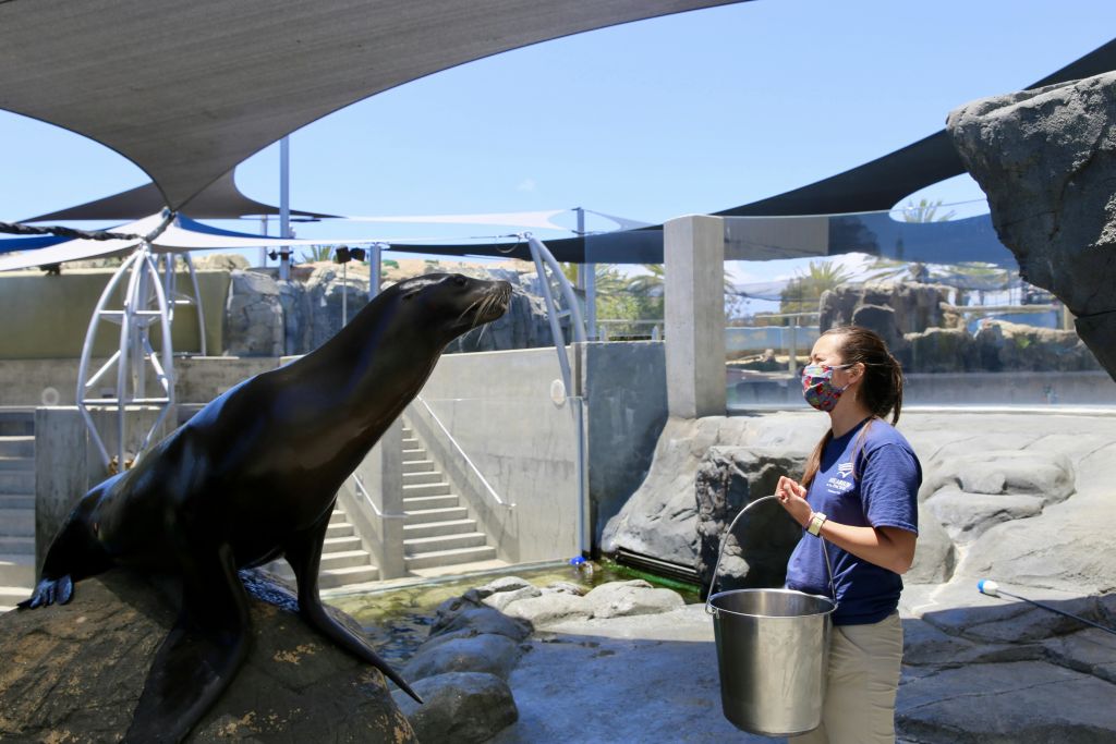 마스크를 착용한 여성이 양동이를 들고 그늘진 야외 공간의 바위 위에 있는 바다사자 근처에 서 있습니다.