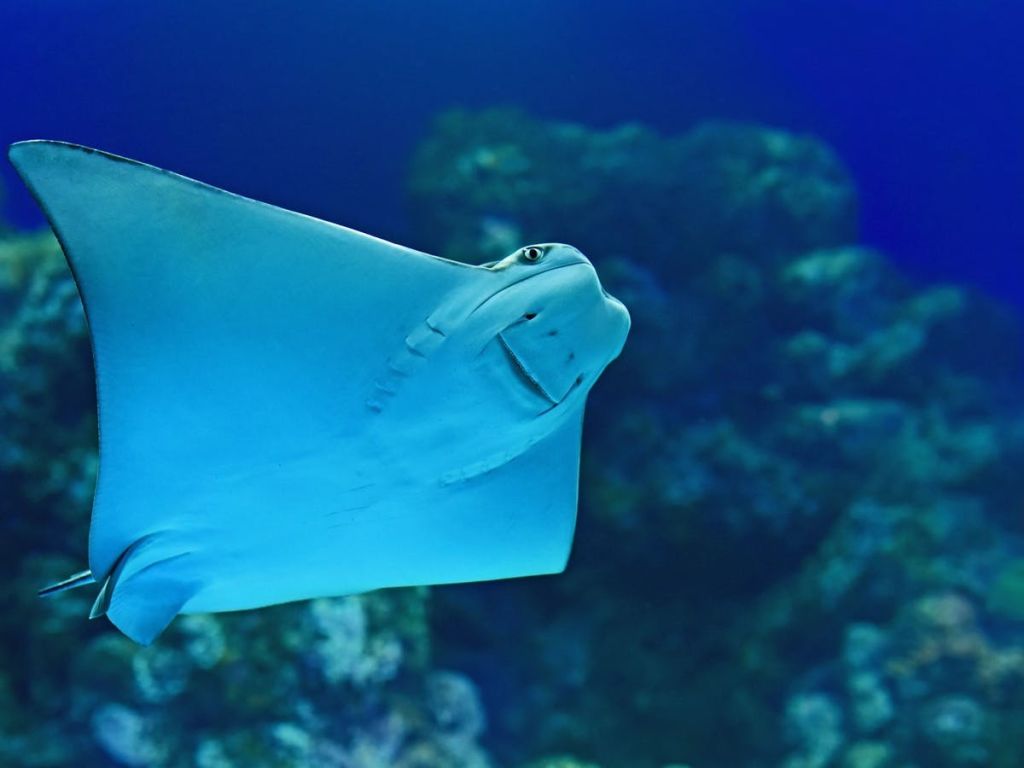 푸른 수중을 배경으로 해저 근처에서 가오리가 헤엄치고 있으며 산호가 흐릿하게 형성되어 있습니다.