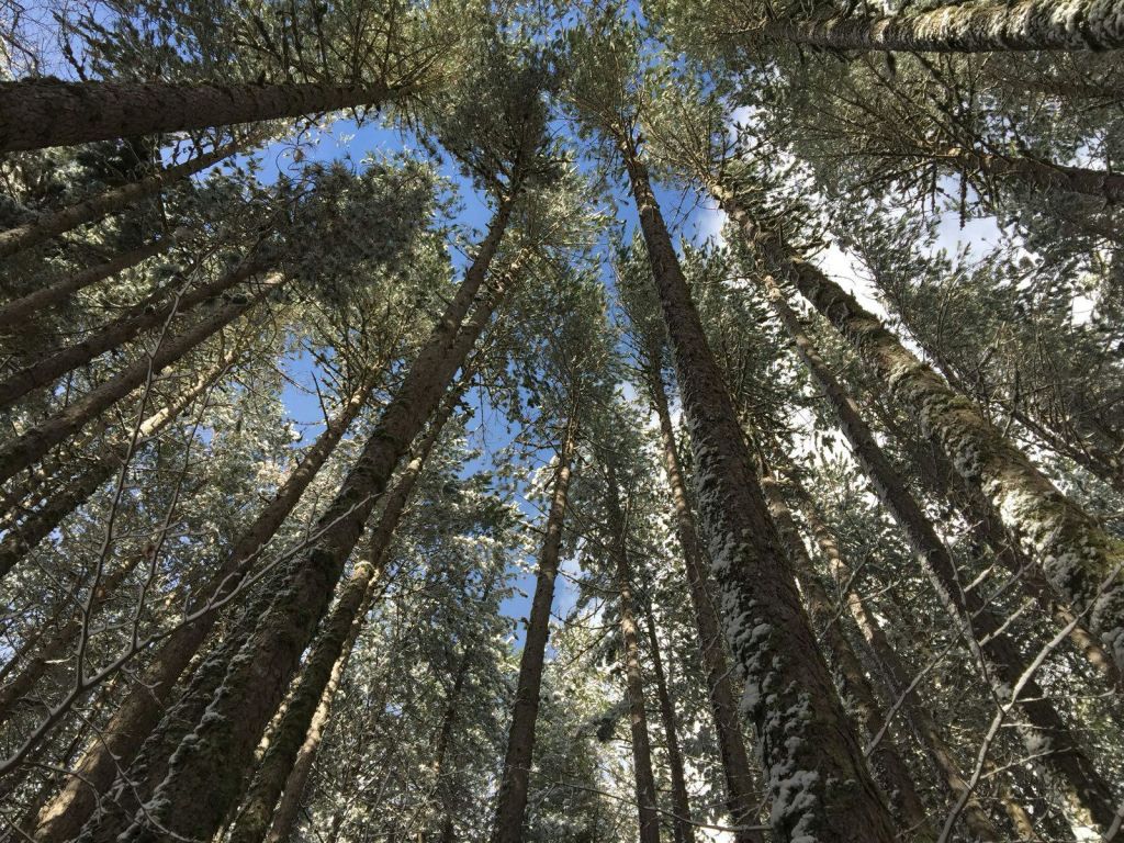 푸른 하늘을 배경으로 눈 덮인 나뭇가지가 있는 높은 소나무를 올려다봅니다.