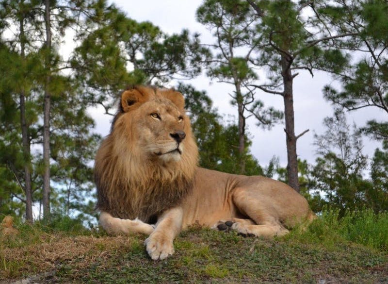 잔디가 우거진 언덕에 갈기가 무성한 사자가 흐린 하늘 아래 키 큰 나무들로 둘러싸여 있습니다.