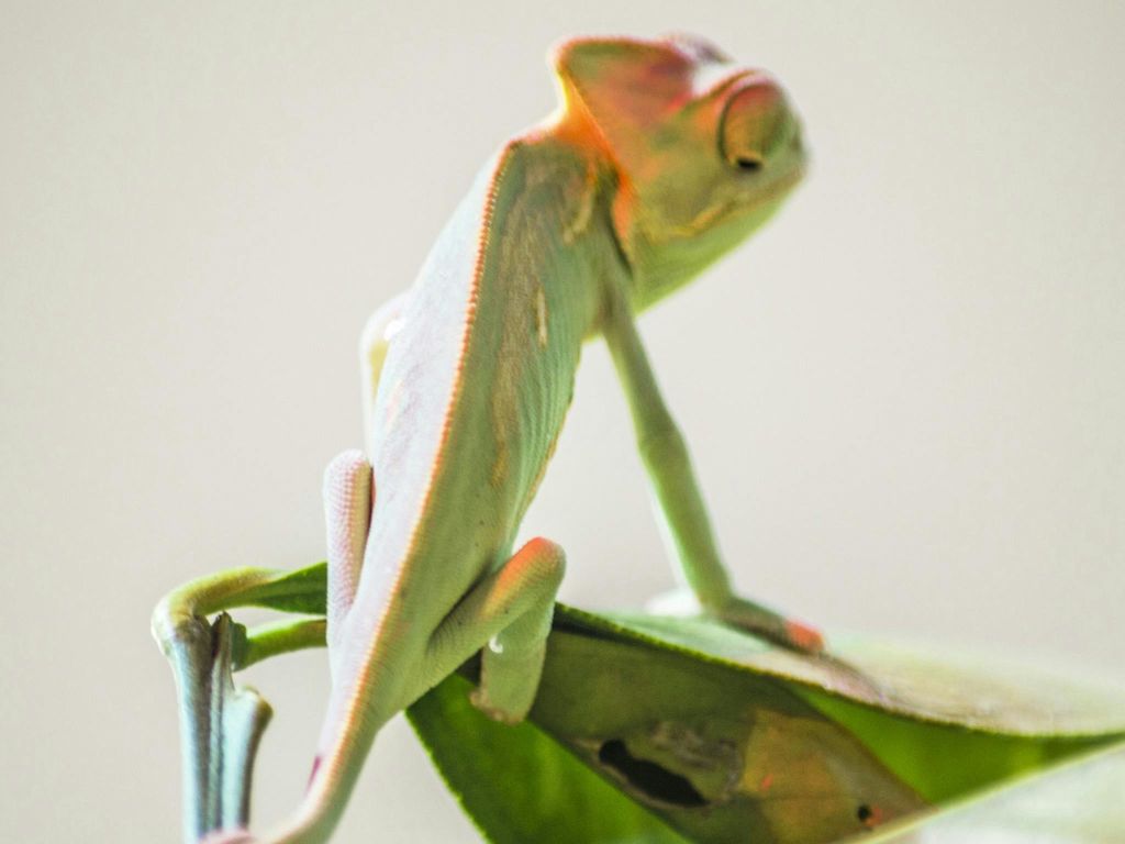 녹색 잎사귀 위에 자리잡은 카멜레온이 주변 환경과 어우러졌다. 초록색과 붉은색이 섞여 있습니다.