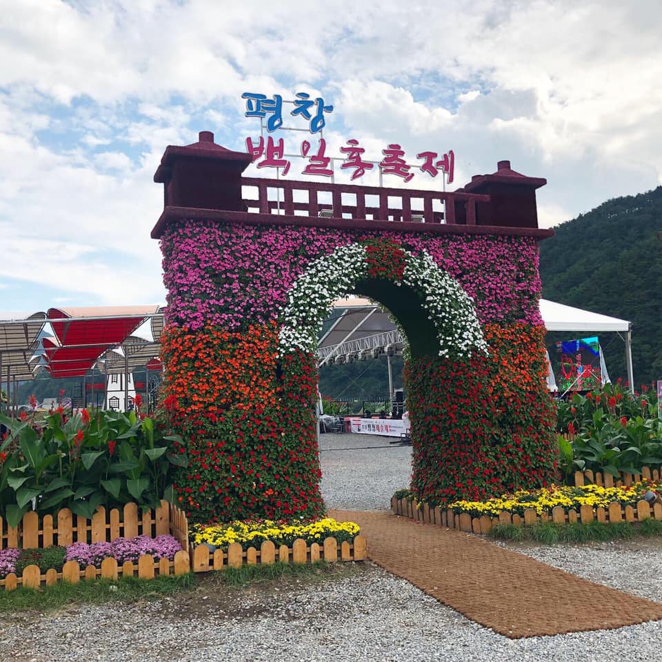 평창 백일홍 축제