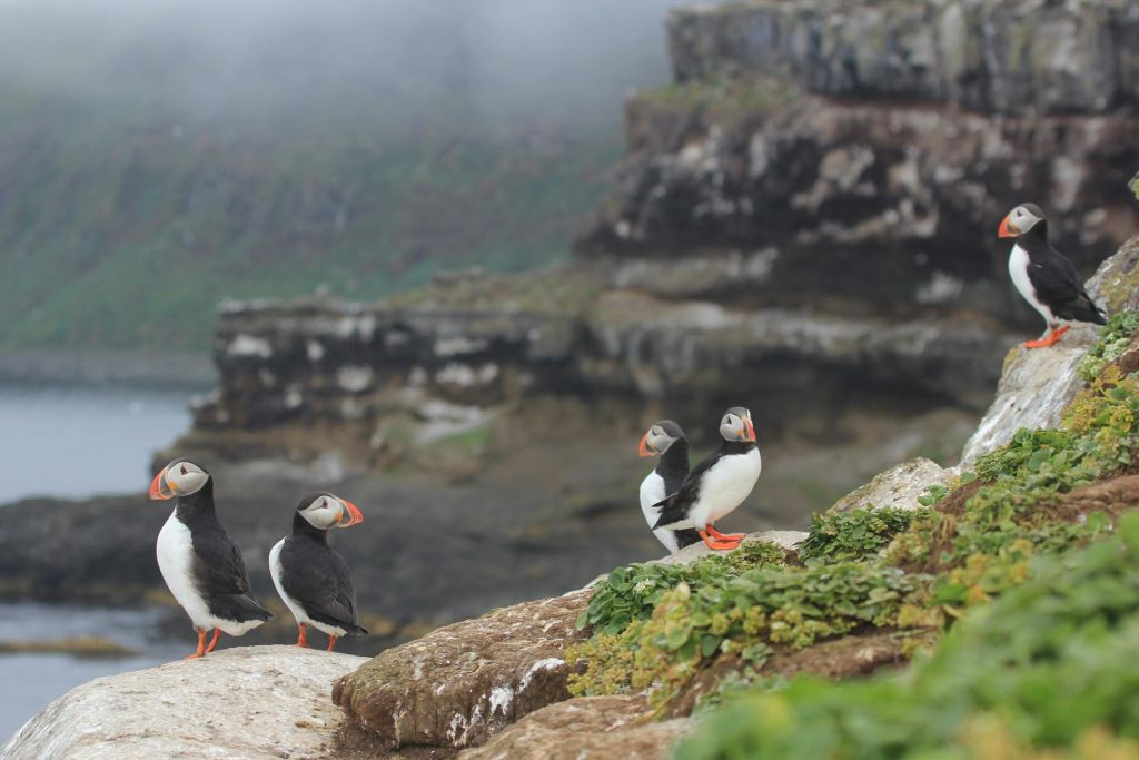 바위가 많고 초목이 우거진 지역에 4개의 퍼핀이 서 있으며, 절벽과 안개가 배경으로 펼쳐집니다.