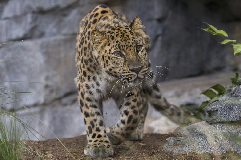 샌디에고 동물원