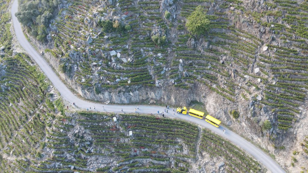 길을 따라 걷는 사람들로 둘러싸인 도로와 노란색 차량 두 대가 있는 계단식 포도원의 공중 전망.