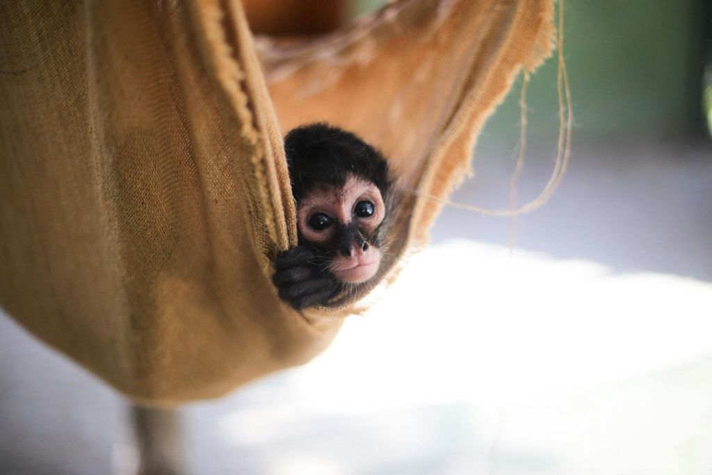 마모된 갈색 해먹 안에서 작은 원숭이가 카메라를 직접 바라보고 있습니다.
