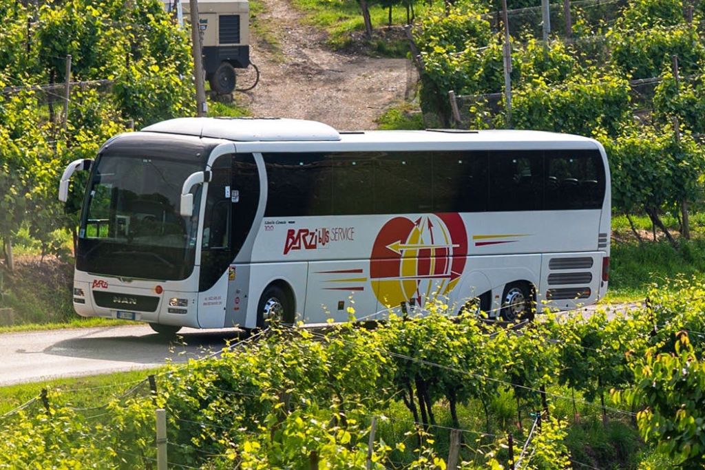 "Brazi Bus Service" 로고가 있는 화이트 투어 버스가 푸른 포도나무가 우거진 포도밭과 흙길을 배경으로 운행합니다.