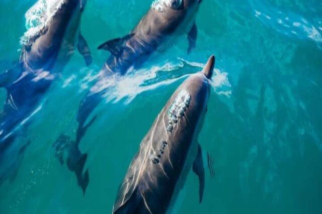 마르사알람 돌고래의 집 투어