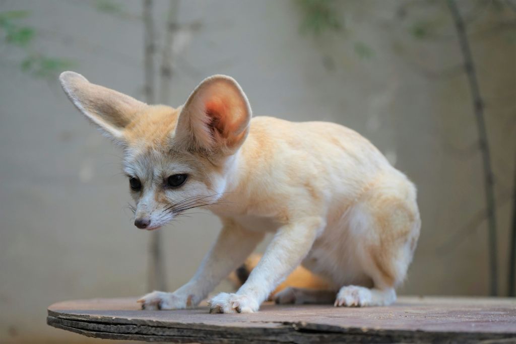 큰 귀와 밝은 색의 털을 가진 작은 페넥 여우가 흐릿한 배경을 배경으로 평평한 표면에 웅크리고 있습니다.