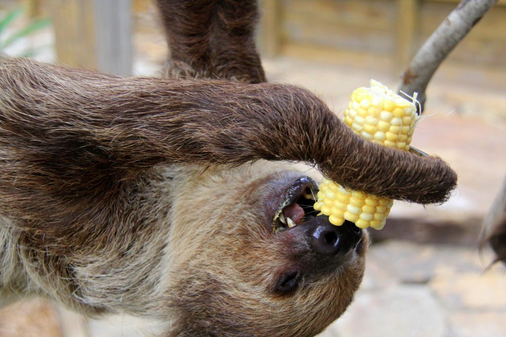 거꾸로 매달려 옥수수를 먹는 나무늘보의 클로즈업.