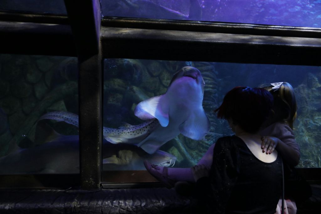 한 사람이 수족관 창문 근처에 앉아 부드러운 보라색과 파란색 조명으로 빛나는 가오리가 유리 가까이에서 헤엄치는 것을 지켜보고 있습니다.