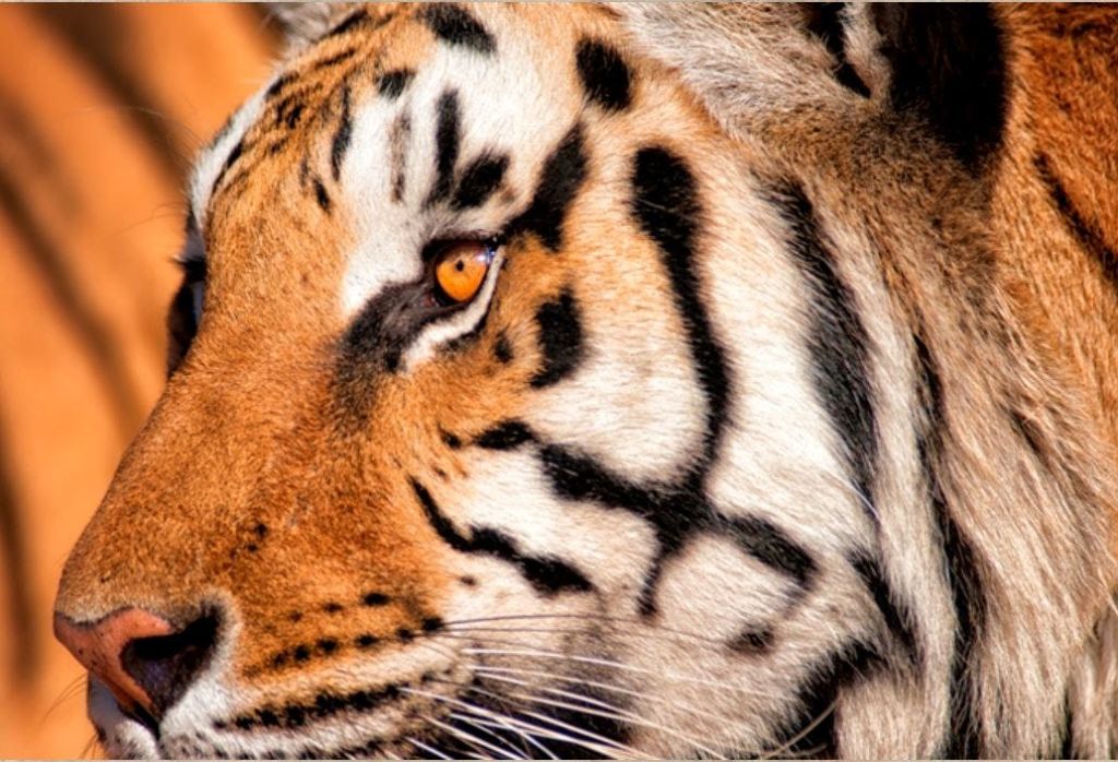 호랑이의 얼굴을 클로즈업하여 검은색 줄무늬가 있는 주황색 모피와 피어싱하는 노란색 눈을 선보입니다.