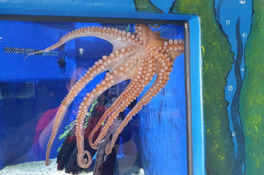 매일 문어와 교감하며 수유하기