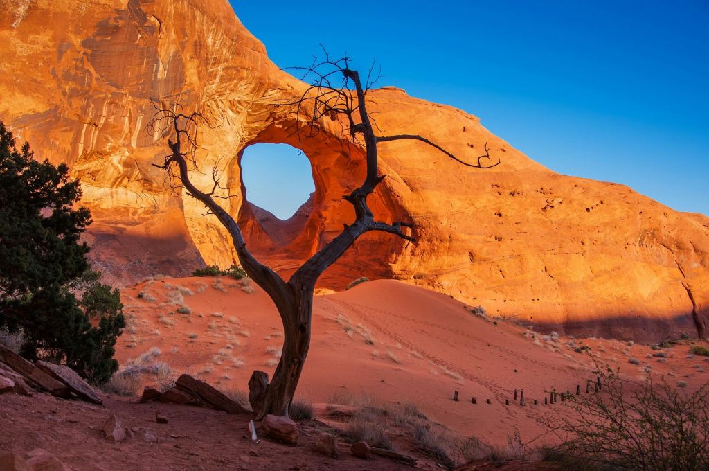 맑고 푸른 하늘 아래 사막 풍경의 크고 자연스러운 사암 아치 앞에 불모의 나무가 서 있습니다.