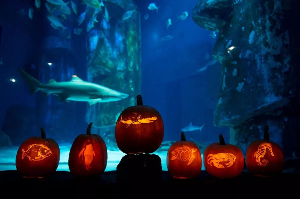 다양한 수영 물고기와 상어가 있는 대형 수족관 탱크 앞에 세워진 바다 동물 조각이 있는 조명 잭오랜턴.