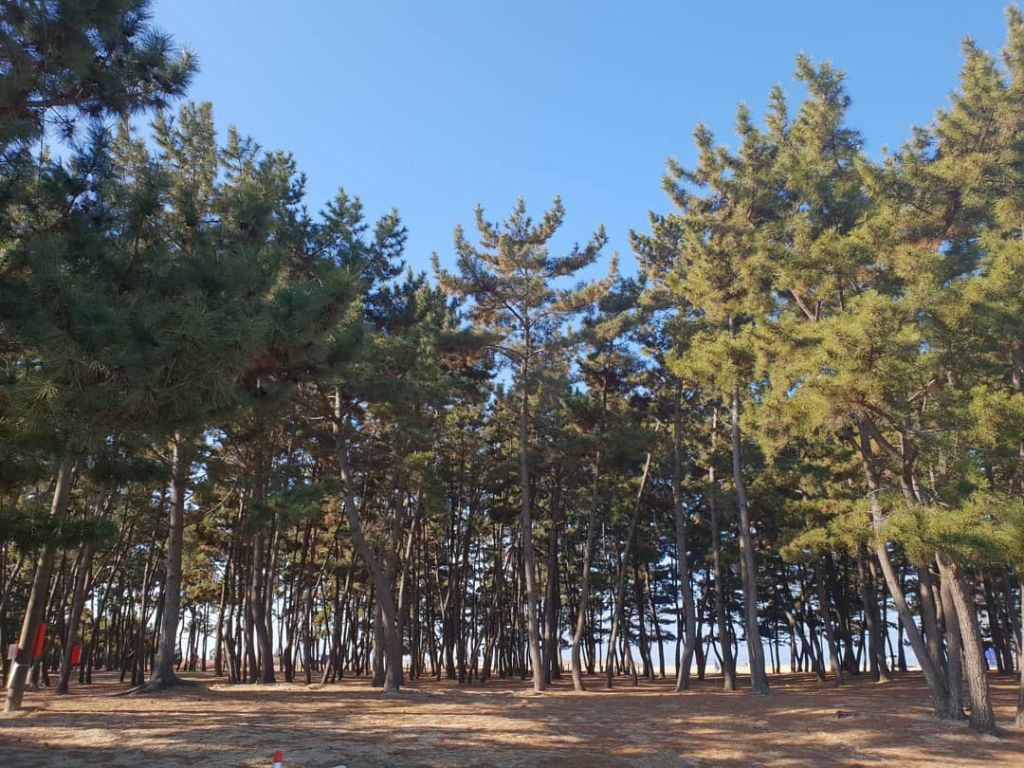 몽산포 오션 캠핑장