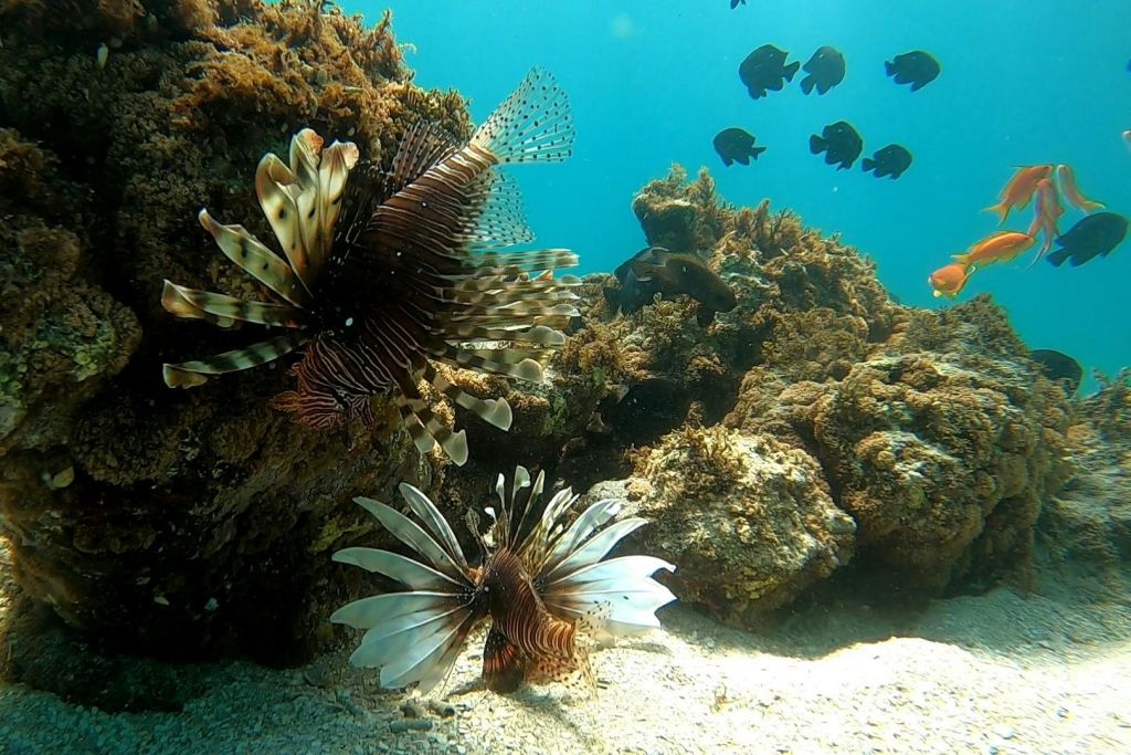 마르사 무바라크의 사자 물고기