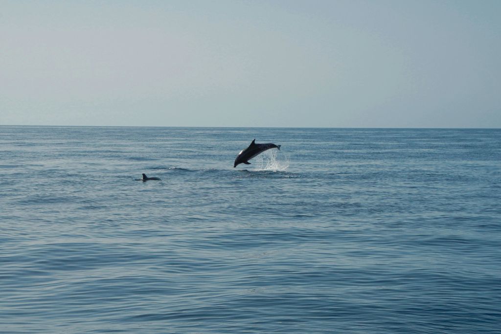 반나절 고래 관찰